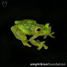 Hyalinobatrachium Valeroi - The Reticulated Glass Frog In The Froglab Of The Amphibian Foundation These Beautiful Frogs Have Been Showing Up In My Feed A Lo