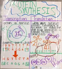 Protein Synthesis Anchor Chart Anchor Of Support Biology Lessons Teaching Biology Biology Classroom