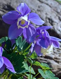 Image result for Aquilegia flabellata ministar
