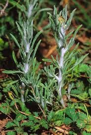 Image result for Gnaphalium