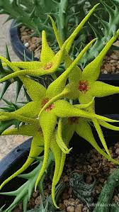 Move the cactus farther from windows during the winter to protect it from cold drafts. Starfish Plant Learn How To Care For Cacti And Succulent Plants At Houseplant411 Com Succulents Plants Planting Succulents