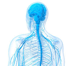 Image result for Peripheral Nervous System