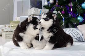 Cute Baby Dog Husky With Blue Eyes Stock Photo Picture And Royalty Free Image Image 147397220