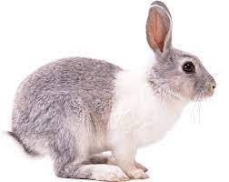 White Gray Rabbit Sideview Png Image Rabbit Png Rabbit Pictures Rabbit