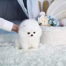 Super Friendly She Has So Much Personality Packed In Such A Micro Frame She Has A Thick Co Pomeranian Puppy Teacup Pomeranian Puppy Pomeranian Puppy For Sale