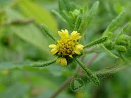 Image result for Sigesbeckia