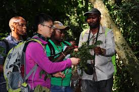 Image result for Rinorea brachypetala