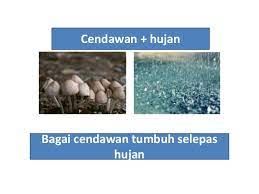 Bara yang digenggam biar sampai jadi arang. Bagai Cendawan Tumbuh Selepas Hujan Bina Ayat Cute766