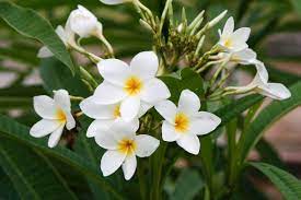 Trees and plants of india. Growing Plumeria Champa Frangipani At Home Gardening Tips