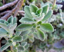 Image result for Aeollanthus repens