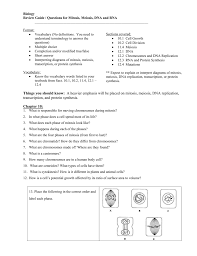 Biology section 11 4 meiosis worksheet answer key. Review Sheet Mitosis Meiosis Dna And Rna