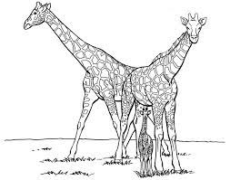 Giraffen Bilder Zum Ausdrucken 1041 Malvorlage Giraffe Ausmalbilder Kostenlos Giraffen Bilder Zum Ausdrucke Giraffen Bilder Ausmalbilder Bilder Zum Ausdrucken