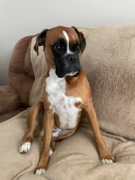 What are others' experiences with Palladia for their tripawd dogs with  osteosarcoma?