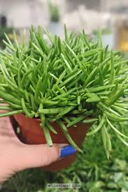 Image result for Senecio greenwayi