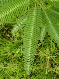 Image result for Sesbania pachycarpa