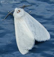 Check out our white moths selection for the very best in unique or custom, handmade pieces from our shops. Insect And Spider Identification Closed Need A White Moth Id Please 1 By Susanlouise