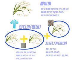 Need to translate 교수 (gyosu) from korean? ë˜'ê°™ì€ ìŒ€ì¸ë° ì™œ ë°¥ë§›ì´ ë‹¤ ë‹¤ë¥¼ê¹Œ ëŒ€í•™ì§€ì„± In Out
