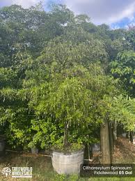 Image result for Citharexylum