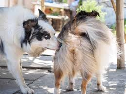 Do Male Dogs Go Into Heat Hill S Pet