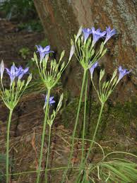 Image result for Tricliceras lanceolatum