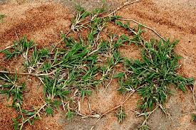 Image result for Cynodon