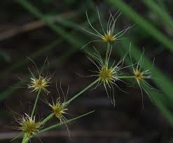 Image result for Rhynchospora holoschoenoides