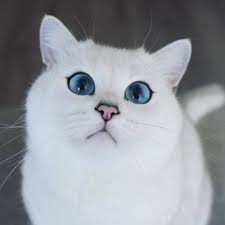 I have a cat and she's so beautiful. ï½ï½ï½ï½ï½ï½ï½ï½ï½ ï½ï½ï½ï½ Cute Kitty Facebook