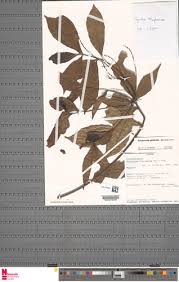 Image result for Alchornea hirtella