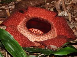 Rafflesia is a genus of parasitic plants that contains around 28 distinct species. Rafflesia Keithii Corpse Flower In En Bunga Pakma In Malay By Patomarazul Jungledragon