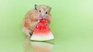 16 Pictures Of Animals Eating Fruit Animal Eating Cute Animals Puppies Cute Animal Memes