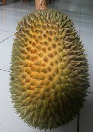 Jamur termahal ini adalah yang paling sulit dipanen di alam liar dan dibudidayakan. 19 Jenis Buah Durian Unggul Paling Enak Dan Banyak Digemari
