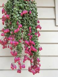 Flowering Succulents Plants That Will Purify Your Surrounding In 2020 Flowering Succulents Blooming Succulents Coral Bells Plant