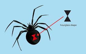 Here's how to get rid of spiders and tips to keep them out of your home. Pin On Creatures Big Small