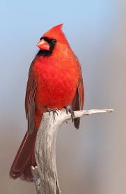 Water Birds Of Northern Indiana Meet Your State S Most Influential Animal Representative State Birds Animals Northern Cardinal