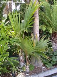 Image result for Latania loddigesii