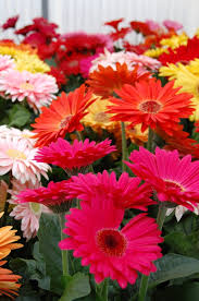 Image result for Gerbera jamesonii