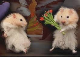 Image result for funny pics of animals