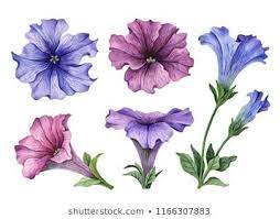 Petunia Images Stock Photos Vectors Shutterstock Flower Drawing Flower Illustration Petunias