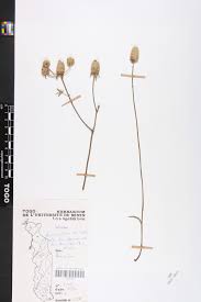 Image result for Haumaniastrum caeruleum