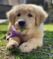 Find golden retriever dogs and puppies from massachusetts breeders. Adorable Golden Retrievers For Sale Home Facebook