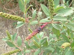 Image result for Phytolacca