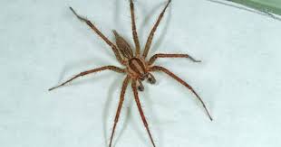 Black And Yellow Spider Texas Poisonous Top 20 Arachnids In Utah Identification With Images Arachnids Spider Identification Arachnids Spiders