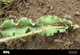 Image result for Dipcadi platyphyllum