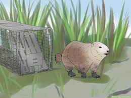 Firstly, you will have to choose a cage to trap the groundhog in. How To Trap A Groundhog 12 Steps With Pictures Wikihow