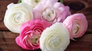 Beautiful flowers pics for whatsapp dp; Whatsapp Profile Pic In Flowers 1920x1080 Wallpaper Teahub Io