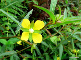 Image result for Ludwigia erecta