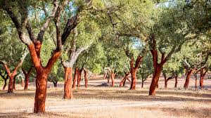 Le chêne-liège, trésor de Comporta et de l'Alentejo au Portugal