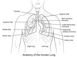 These spring coloring pages are sure to get the kids in the mood for warmer weather. Human Lungs Coloring Page Human Lungs Lunges Coloring Pages