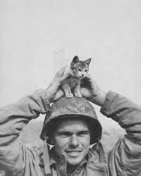 Vietnam Soldier Who Found A Kitten Caes Militares Animais De Estimacao Animais