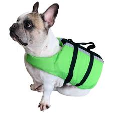 Miembro de las generaciones jóvenes dispuestas a suceder a las anteriores en un ámbito determinado. Colete De Flutuacao Para Cachorro Ativa Pet Verde Regatta Mobile